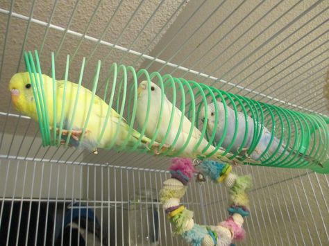 slinky budgies. In my estimation, this is a brilliant idea. Homemade Bird Toys, Rattus Rattus, Cockatiel Toys, Parakeet Toys, Budgie Toys, Parrot Training, Diy Bird Toys, Small Bird Cage, Parakeet Cage