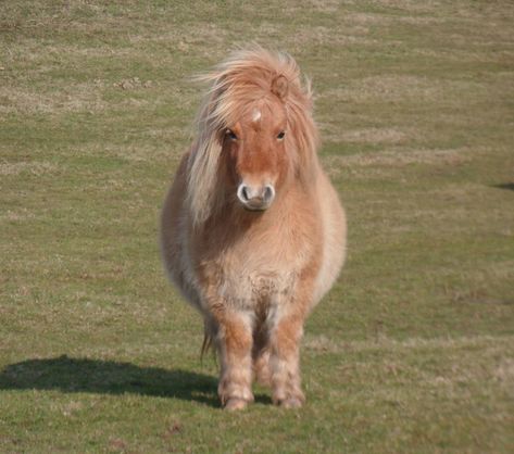 Mini Shetland Pony, Mini Ponies, Pony Aesthetic, Miniature Ponies, Mini Horses, Tiny Horses, Tattoo Nature, Beautiful Horses Photography, Cute Horse Pictures