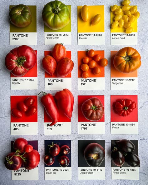 21 Best Tomato Varieties - Urban Farm and Kitchen Tomato Pot, Cherry Types, Tips For Growing Tomatoes, Determinate Tomatoes, Tomato Color, Types Of Tomatoes, Tomato Farming, Tomato Seedlings, Growing Tomatoes In Containers