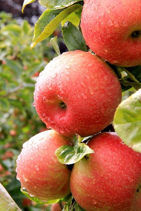 Honeycrisp Apple, Apple Photo, Honeycrisp Apples, After The Rain, Engagement Activities, Fruit Trees, The Rain, Health Food, Apples