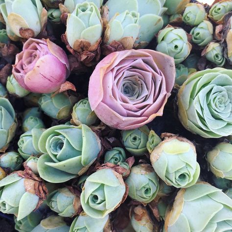 Everything You Need to Know About Rose Succulents—Including Where to Find Them and How to Care for Them Black Succulents, Rose Succulent, Mountain Rose, Pink Mountains, Succulent Seeds, Small White Flowers, Mini Succulents, Rare Succulents, Drought Tolerant Plants