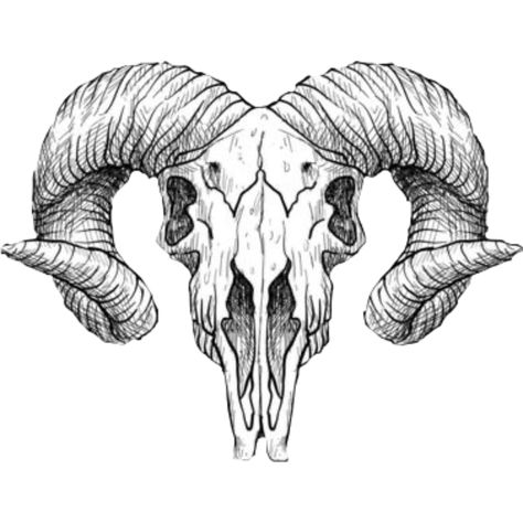 Bighorn Sheep Skull Drawing, Big Horn Sheep Skull Tattoo, Goat Neck Tattoo, Ram Skull Painting, Satanic Goat Skull Tattoo, Devil Goat Tattoo, Sheep Skull Tattoo, Goat Skull Tattoo Design, Goat Skull Drawing