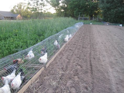 [ IMG] Chook Pen, Chicken Tunnels, Farm Resort, Urban Chicken Farming, Chicken Coop Run, Backyard Chicken Farming, Chicken Run, Chicken Eating, Chicken Cages