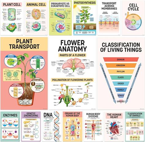 Amazon.com: 16 Science Posters for Classroom Middle School - 11x17in Biology Posters for High School Classroom, Science Classroom Decor, Middle School Science Poster, Science Decor, Biology Classroom Decor : Office Products Middle School Science Room Decor Classroom Ideas, How To Make A Poster For School Project, Biochemistry Poster, Science Poster Making Ideas, High School Biology Classroom Decor, Science Posters For Classroom, Agriculture Classroom Decorations, Biology Classroom Decor, Biology Classroom Decorations