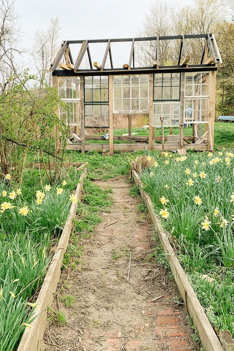 Recycled Window Greenhouse Diy, Window Greenhouse Diy, Recycled Window Greenhouse, Field Of Daffodils, Old Window Greenhouse, Rustic Greenhouses, Daffodil Garden, Greenhouse Building, Goals For 2023