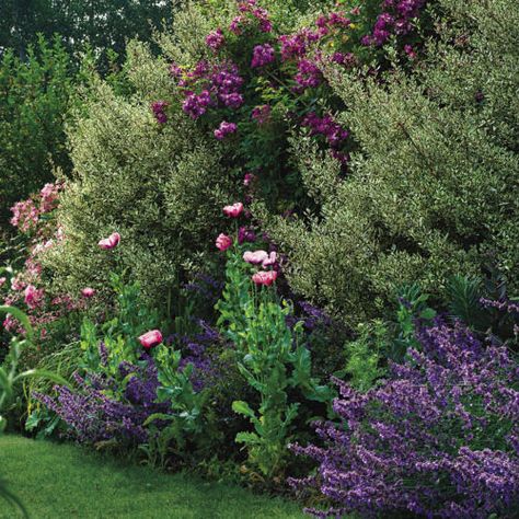 Natural Property Border, Property Line Border Ideas, Layered Planting Landscaping Ideas, Mixed Privacy Border, Native Privacy Landscaping, Wildflower Garden Border Ideas, Backyard Property Line Landscaping, Landscape Property Line, Property Divider Landscaping