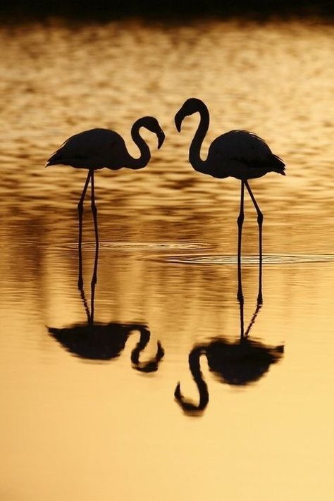 Composition Photo, Willy Ronis, Flamingo Photo, Reflection Photos, Black And White Beach, Silhouette Photography, Pink Bird, Take Better Photos, Black White Photos