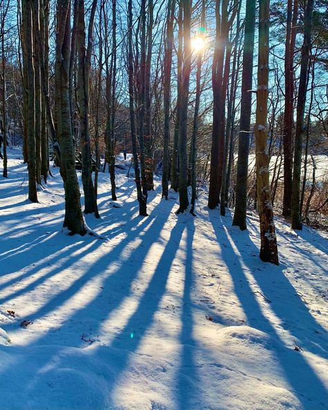 Light Through Trees Photography, Snow Forest Photography, Winter Landscape Photos, Forest Reference Photo, Winter Forest Photography, Winter Scenes Photography, Snow Landscape Photography, Landscape Reference Photos, Distortion Photography