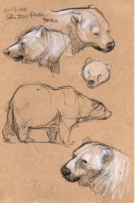 Bear Drawing, Animal Study, Drawing Style, 캐릭터 드로잉, Arte Sketchbook, Bear Art, Sketchbook Inspiration, Animal Sketches, Polar Bears