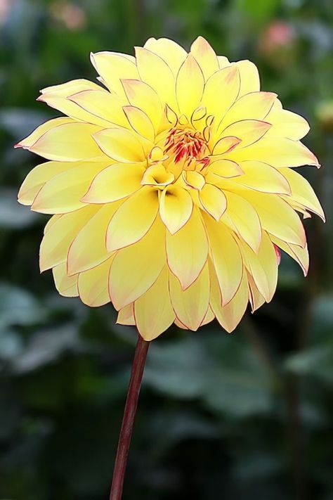 Dahlia Pinnata Dahlias Garden, Unusual Flowers, Beautiful Flower Arrangements, Dahlia Flower, Yellow Flower, Exotic Flowers, Flower Beauty, Beautiful Blooms, Flowers Nature