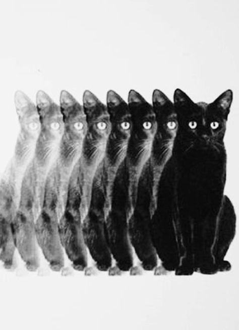 Black Cat - no link Photo Bleu, Header Tumblr, Young Art, Sunflower Wallpaper, Arte Inspo, Twitter Header, Black Cats, Crazy Cat Lady, Crazy Cats