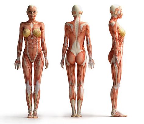 Human Anatomy Picture, Human Anatomy Female, Muscle Diagram, Human Anatomy Reference, Anatomy Images, Female Anatomy Reference, Drawing Body Poses, Human Body Anatomy, Anatomy Tutorial