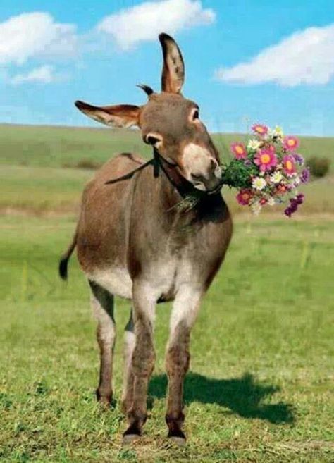 just for you! A Donkey, Flowers, Green