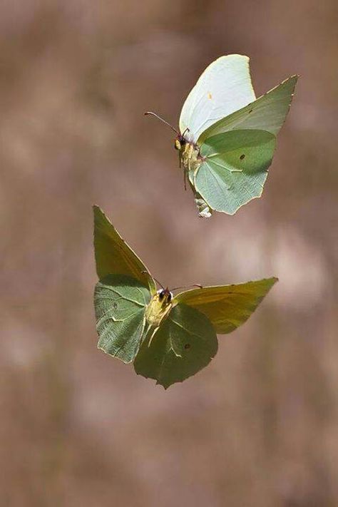 Cleopatra butterfly - their wings look like they're made of leaves. Macro Fotografia, Green Butterflies, Moth Caterpillar, Beautiful Bugs, Butterfly Kisses, Arthropods, Creepy Crawlies, Airbrush Art, Falling Leaves