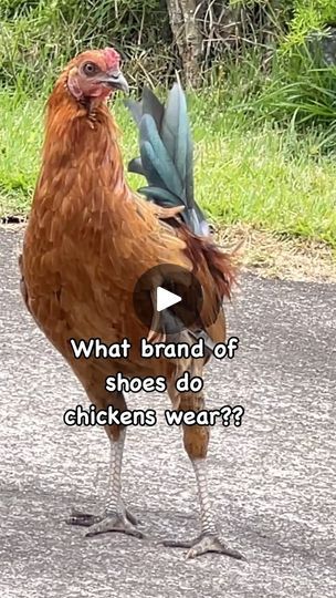 Chicken Jokes, Jokes Videos, Chicken Feed, Hilarious Funny, Chicken Humor, Humor Funny, Chickens Backyard, Chicken Coop, Coop