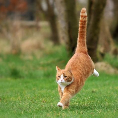 Dynamic Cat Poses, Cat Jumping, Jumping Cat, Cat Poses, Bobtail Cat, Cat Run, Cat Anatomy, Cat Reference, Funny Animal Photos