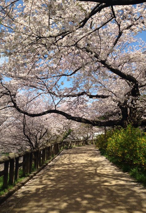 Japan, in the spring time. The cherry blossoms are amazing. I recommend yoyogi park. You can rent bikes and stay under the trees. Japanese Places, Japan Park, Seoul Korea Travel, Japan Cherry Blossom, Yoyogi Park, Nice Places, Sakura Tree, Blossom Tree, Korea Travel