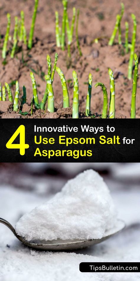 Homemade Asparagus Fertilizer - Epsom Salt for Asparagus Plants Asparagus Growing Tips, Asparagus Bed Ideas, Asparagus Growing, Asparagus Bed, Asparagus Plants, Asparagus Garden, Healthy Asparagus, Asparagus Plant, Growing Asparagus