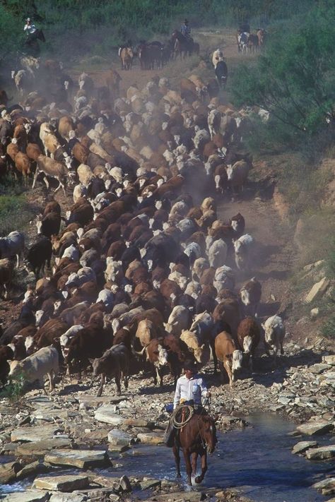 Arte Cowboy, Preacher's Daughter, In Love With Life, Cattle Drive, Real Cowboys, Wilde Westen, Ranch Farm, Cowboy Horse, Western Life