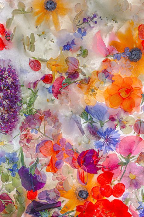 Joe Horner, British Flowers, Colorful Aesthetic, Floral Photography, Flower Backgrounds, Abstract Flowers, Flower Wallpaper, Colorful Flowers, Flower Prints