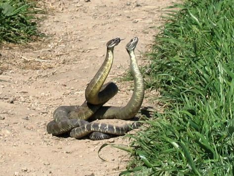 Texas Rattlesnake, Rattlesnake Bites, Spiders And Snakes, Snake Girl, Rehab Center, Snake Venom, Reptile Snakes, Beautiful Snakes, Wildlife Sanctuary