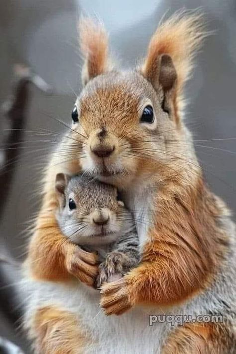 Mom And Baby Animals, Mother And Baby Animals, Animal Hugs, Squirrel Pictures, Baby Animals Pictures, Baby Squirrel, Cute Squirrel, Cute Critters, Animals And Birds