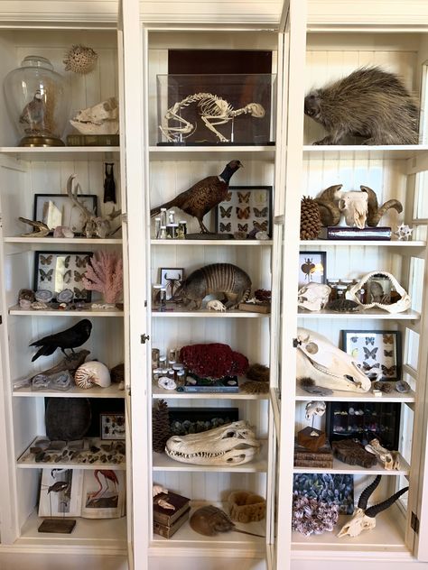 Natural History Decor Home, Natural History Museum Decor, Oddities Collection Display, Oddities Bookshelf, Cabin Of Curiosities, Large Shell Display Ideas, Oddities And Curiosities Decor, Wall Of Curiosities, Taxidermy Home Decor