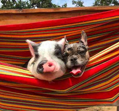 pig and dog best friends English Bulldog Breeders, French Bulldog Mix, French Bulldog Facts, Every Dog Breed, Odd Couples, Frenchie Puppy, Baby Pigs, French Bulldog Puppy, French Bulldog Puppies