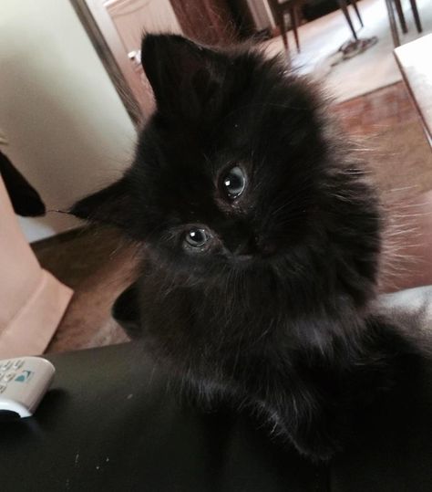 Baby Black Cat, Fluffy Black Cat, Dream's Cat, Image Chat, Black Kitten, Baby Kittens, Fluffy Cat, Fluffy Animals, Cat Aesthetic