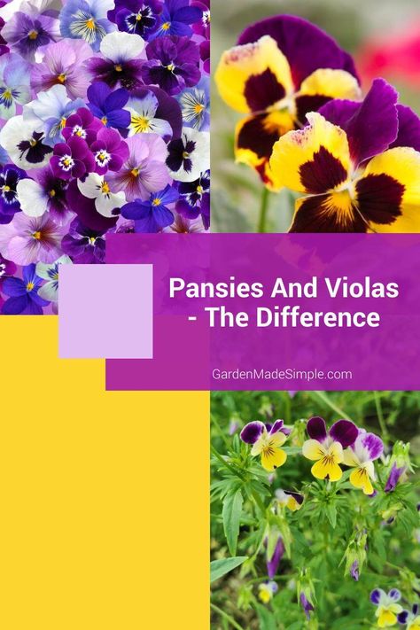 Winter Pansies, East Facing Garden, Viola Flower, List Of Flowers, Front Landscaping, Spring Plants, Pansies Flowers, Beautiful Flowers Garden, Growing Seeds