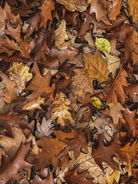 Autumn Foliage Aesthetic, Crunchy Autumn Leaves, Autumn Brown Aesthetic, Brown Leaf Aesthetic, Brown Leaves Aesthetic, Fall Woods Aesthetic, Fall Leaf Aesthetic, Autumn Leaf Aesthetic, Brown Aesthetic Autumn