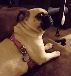 Funny Animals Pug GIF - Funny Animals Pug Reaction - Discover & Share GIFs Sweet Dog Quotes, Pug Gifs, Funny Dog Jokes, Fat Dogs, Dog Jokes, Native Language, Pugs Funny, Therapy Dogs, Sweet Dogs