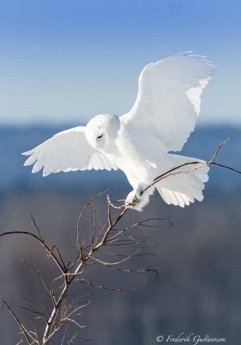 Rare Albino Animals, Owl Species, Owl Photography, Albino Animals, Snow Owl, Owl Pictures, Beautiful Owl, White Owl, Majestic Animals