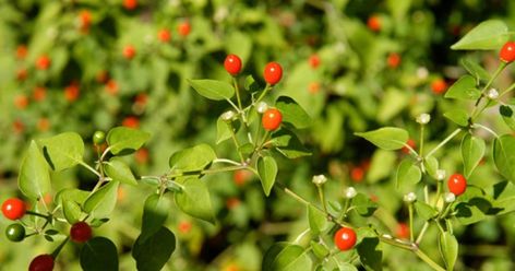 Chile pequin is easy to propagateThe plant, also known as Texas bird pepper, requires little care. Chile Pequin, Chili Pequin, Plant Vegetables, Nourishing Traditions, Compost Tea, Planting Ideas, Pepper Plants, Landscaping Company, Organic Fertilizer