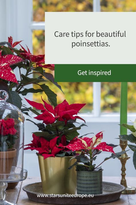 How To Care For A Pointsetta Tips, How To Trim Poinsettia Plant, How To Keep A Poinsettia Alive All Year, Pointsetta Plant Decor, Poinsettia Care Houseplant, Poinsettia Care, Long Vase, Flower Care, Perfect Plants