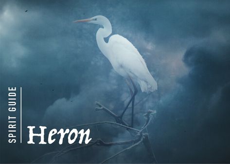 What does the heron spirit animal really mean? Find out the true meaning and symbolism of the heron in this special spirit animal analysis. Heron Symbolism, Spirit Animal Meaning, Totem Animals, Animal Meanings, White Heron, Unusual Facts, Grey Heron, Spiritual Advisor, Negative Traits