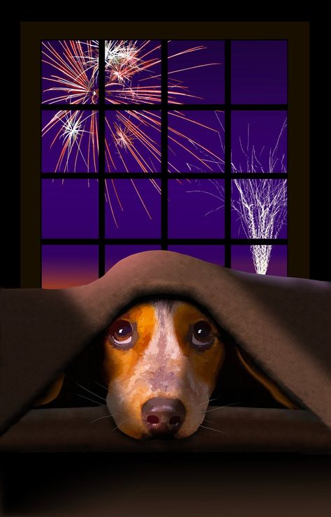 America's Obsession with Fireworks and Dogs: The Dangers and How to Protect Your Dog - FamilyPooch Click here for more tips - https://familypooch.com/blogs/news Dog Scared Of Fireworks, Dog Scared, Dogs And Fireworks, Meme Dog, Beagle Art, Dog Meme, Outside The Window, Beagle Dog, Dog Images