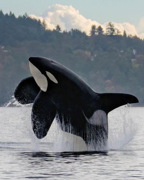 Maya's Legacy Whale Watching on Instagram: “Galiano treated our passengers to another incredible display of his beauty and size! We were all amazed watching the T100’s when this big…” Ocean Life Photography, Big Whale, Sea Mammal, Save The Whales, Beautiful Sea Creatures, Orca Whales, Most Beautiful Animals, Marine Mammals, Sea Lion