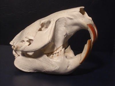 Beaver skull Over one third of all mammal species are rodents . By almost any reasonable measure, they are the most successful of all th... Beaver Skull, Everyday Speech, Garri Potter, Small Mammals, Canine Tooth, Jack Rabbit, Young Animal, Animal Bones, House Mouse