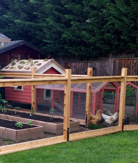 Chicken coop with attached fenced in garden Chicken Coop Attached To Garden, Fenced Chicken Coop, Backyard Layout With Chicken Coop And Garden, Garden Layout With Chicken Coop, Fenced Garden With Chicken Coop, Vegetable Garden With Chicken Coop, Chicken Coop With Fence, Chicken Coop Against Fence, Vegetable Garden And Chicken Coop