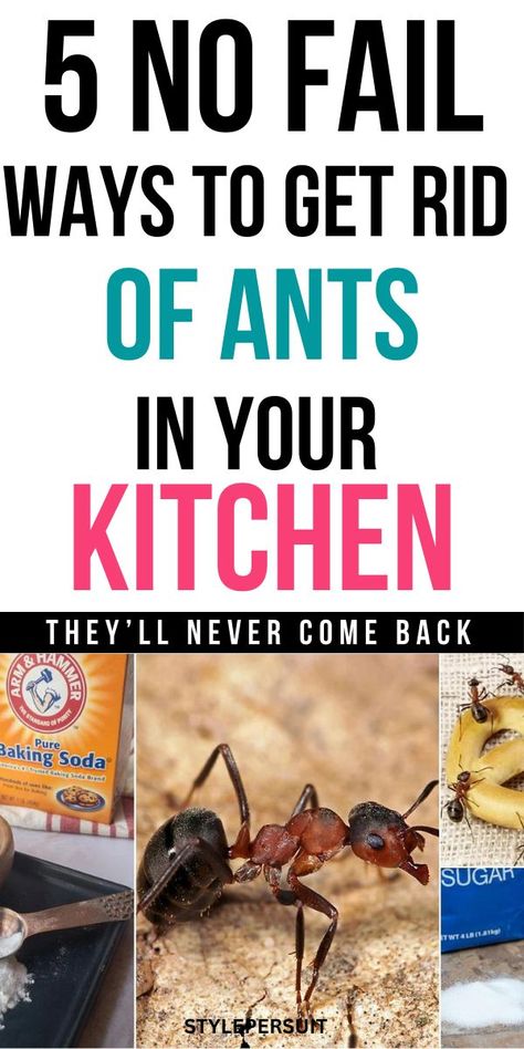 Ants in the kitchen can be a persistent nuisance. They invade our food storage, crawl over countertops, and can even find their way into appliances. While these tiny creatures may seem harmless, they can contaminate food and create unsanitary conditions. Here's a guide on how to effectively get rid of ants in your kitchen and keep them from coming back. Rid Ants In Kitchen, Natural Ways To Get Rid Of Ants In House, Ants In Kitchen Get Rid Of, Ant Control In House, Natural Ways To Get Rid Of Ants, Getting Rid Of Ants In Kitchen, Best Way To Get Rid Of Ants, Natural Way To Get Rid Of Ants, Diy Get Rid Of Ants In House