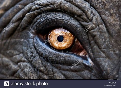 Close up of eye of an Indian elephant Jaipur India Stock Photo Elephant Eye, Close Up Art, Regard Animal, Elephant Photography, Eye Close Up, Eye Sketch, Indian Elephant, Eye Painting, Eye Photography