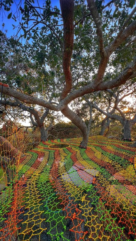 Net Tree House, Rope Tree House, Tree Net Hangout, Diy Tree Net, Tree Webbing, Woods Hangout Spot, Tree Weave, Oak Projects, Tree Net