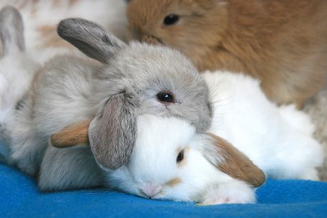 Bunny love Regnul Animal, Nosara, Söt Katt, Fluffy Bunny, Baby Animals Pictures, Baby Bunnies, Hamsters, Cute Creatures, Sweet Animals