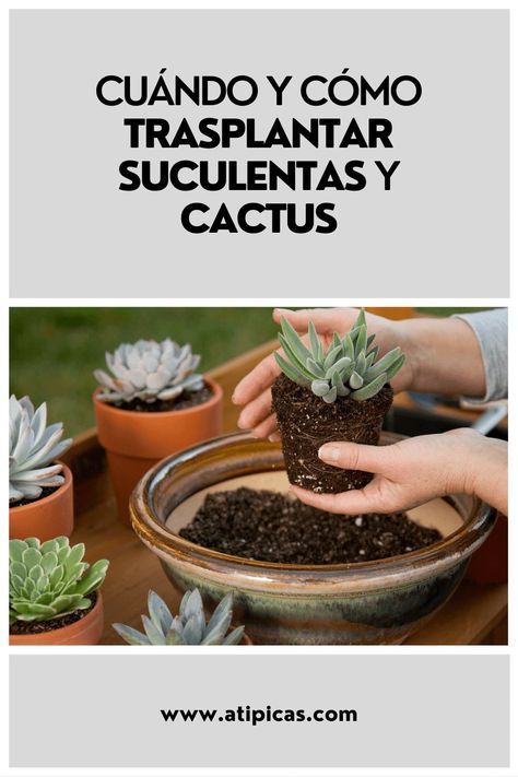 Green Community, Outdoor Decor Ideas, Aesthetic Garden, Garden Aesthetic, Unique Garden, Cactus Y Suculentas, Cactus Garden, Little Garden, Garden Projects