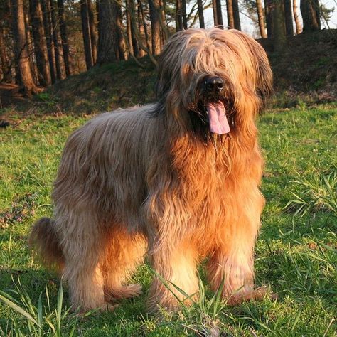 Briard Puppies, Briard Dog, Hound Dog Breeds, Every Dog Breed, Herding Dogs, Mixed Breed Dogs, Types Of Dogs, Hound Dog, Mixed Breed