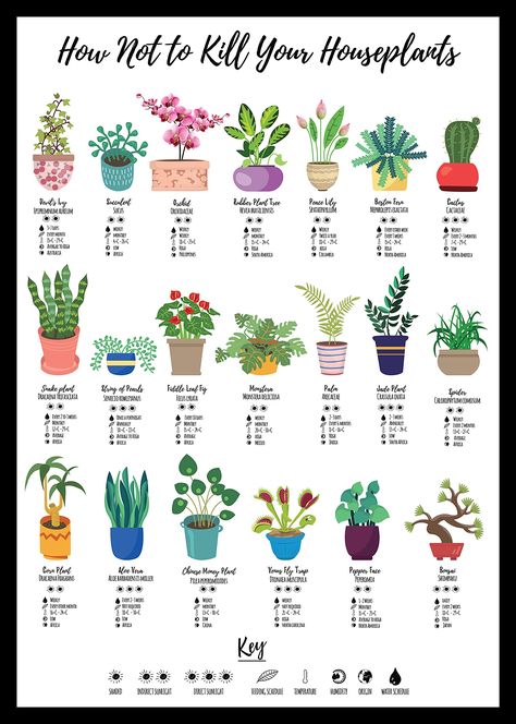 Herbs Image, Wildlife Poster, Houseplant Care, Plant Care Houseplant, Rubber Plant, Crassula Ovata, Plant Guide, Jade Plants, House Plant Care