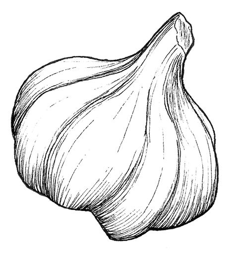 Natural Objects Sketch, Garlic Sketch, Garlic Drawing, Garlic Tattoo, Vegetables Drawing, Garlic Art, Kitchen Clipart, Vegetable Drawing, Drawn Food