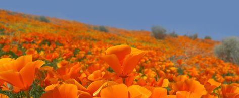 Field Trip: Antelope Valley Poppy Reserve « CBS Los Angeles Antelope Valley Poppy Reserve, Californian Poppy, Poppies Field, California Wildflowers, Orange California, Beautiful California, Poppies Tattoo, Natural Sleep Aids, Orange Poppy