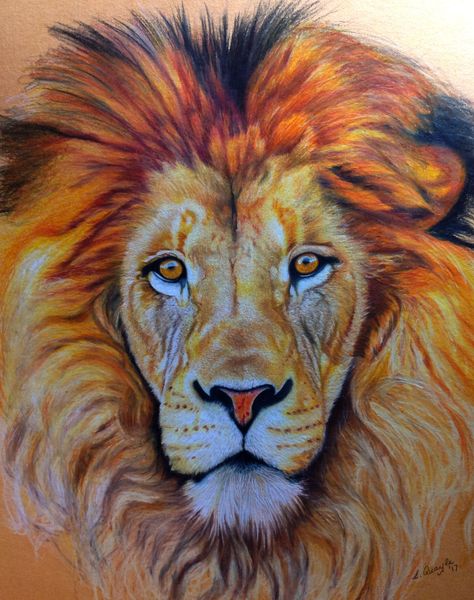 Lion's head by Lydia Quayle, coloured pencil Lion Drawing With Color, Lion Drawing Color, Lion Drawing Pencil, Lion Head Drawing, Lion Drawing Simple, Lion Face Drawing, Balinese Cat, Lion Sketch, Color Pencil Sketch